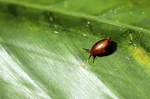 Gastropods: Blushing SNAIL - endemic