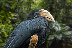 Hornbill: Blyth's hornbill (Aceros plicatus) Papuan hornbill