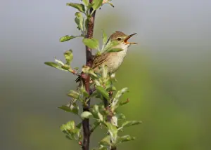 Acrocephalus: Blyth's Reed Warbler