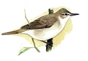 Acrocephalus: Blyth's Reed Warbler