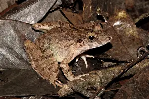 Malay: Blyth's River frog