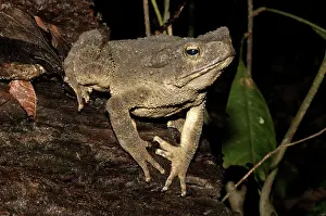 Malay: Blyth's River frog