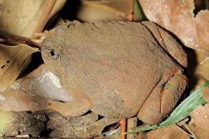 Spadefoot: Blyth's Striped Spadefoot Frog