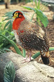 Pheasants: Blyth's Tragopan