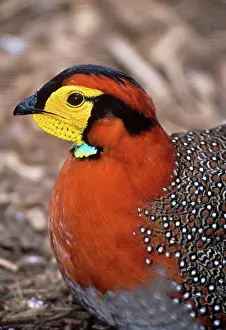 Tragopan: Blyth's Tragopan - male