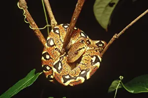 Constricting: Boa constrictor