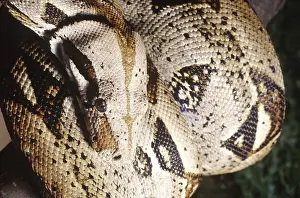 Constricting: Boa constrictor
