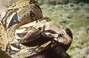 Constricting: Boa constrictor