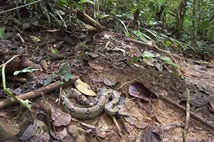 Loreto: Boa constrictor