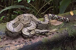 Loreto: Boa constrictor