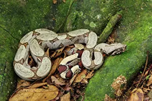 Amacayacu: Boa constrictor, Amacayacu National Park, Leticia, Colombia