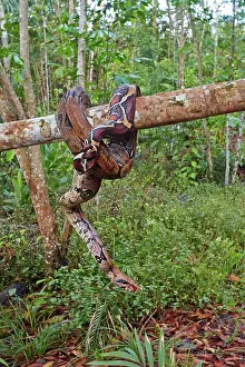 Manaus: Boa Constrictor Amazon river basin Manaus Amazonas