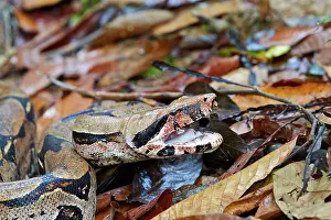 Manaus: Boa Constrictor Amazon river basin Manaus Amazonas