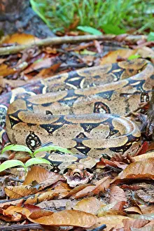 Manaus: Boa Constrictor Amazon river basin Manaus Amazonas