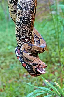 Manaus: Boa Constrictor Amazon river basin Manaus Amazonas