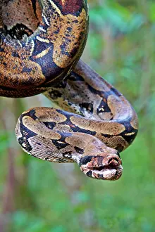 Manaus: Boa Constrictor Amazon river basin Manaus Amazonas