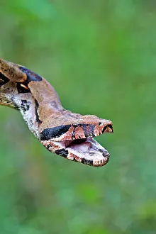 Manaus: Boa Constrictor Amazon river basin Manaus Amazonas