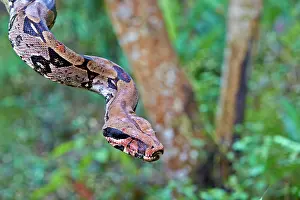 Manaus: Boa Constrictor Amazon river basin Manaus Amazonas