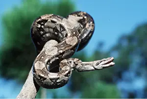 Boas: Boa Constrictor - on branch