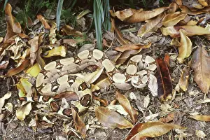 Constricting: Boa constrictor camouflage