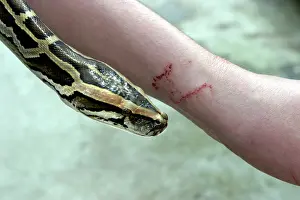 Bitten: Boa Constrictor - close-up of snake's head and
