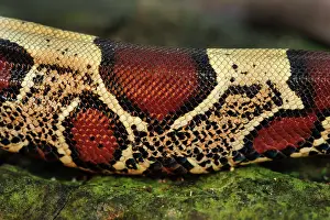 Amacayacu: Boa constrictor, detail, Amacayacu National Park