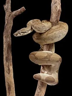 Super: Boa Constrictor - Imperator sub-species - Super