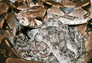 Boa Constrictor - with newborn young