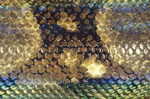 Scaly: Boa Constrictor Scales