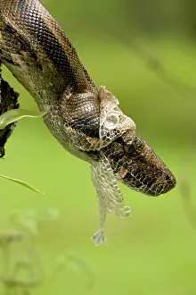 Constrictors: Boa Constrictor - shedding skin