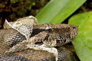 Constrictors: Boa Constrictor - shedding skin