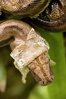 Constrictors: Boa Constrictor - shedding skin