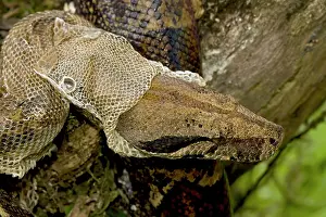 Constrictors: Boa Constrictor - shedding skin