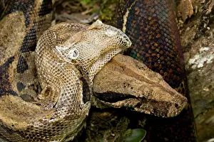 Constrictors: Boa Constrictor - shedding skin