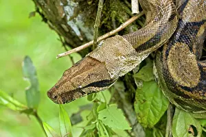Constrictors: Boa Constrictor - shedding skin