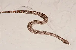 Boas: Boa constrictor Snake