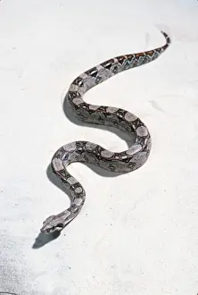Boas: BOA CONSTRICTOR SNAKE