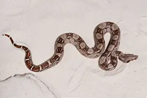 Boas: BOA CONSTRICTOR SNAKE