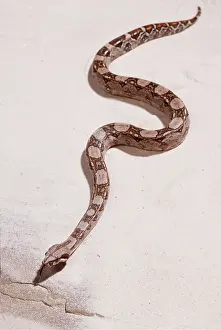 Boas: BOA CONSTRICTOR SNAKE