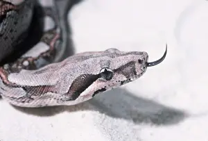 Boas: BOA CONSTRICTOR SNAKE