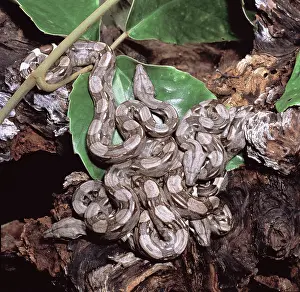 Constricting: Boa constrictors