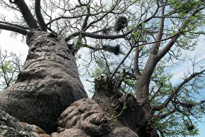 Boab: Boab / Baobab Tree