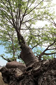 Boab: Boab / Baobab Tree