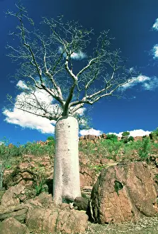 Boabs: Boab Tree - symbol of the Kimberley