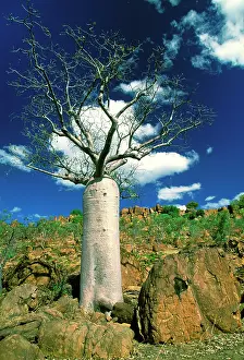 Boab Tree - symbol of the Kimberley