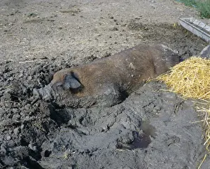 Wallowing: Boar wallowing in mud
