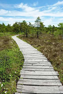 Plank: Boarded footpath, Black Moor, Rhnn Biosphere Reserve
