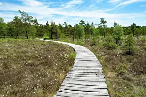 Plank: Boarded footpath, Black Moor, Rhnn Biosphere Reserve