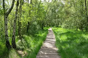 Plank: Boardwalk through the birch forest, Venner Moor