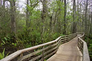 Corkscrew: Boardwalk, Corkscrew Swamp Sanctuary